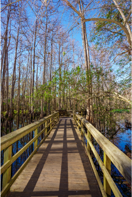 Hammock State Park