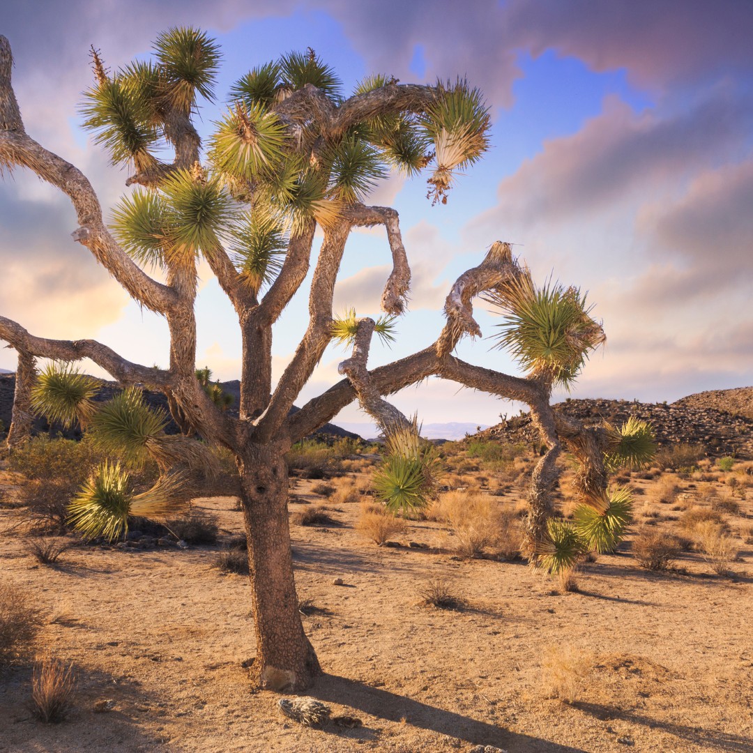 A Joshua Tree at Joshua Tree National Park